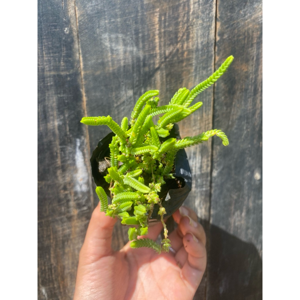 Sen đá trúc xanh size bầu 5cm LINHDAN GARDEN, lỗi 1 đổi 1