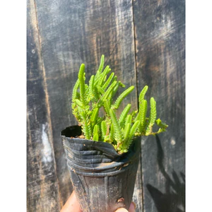 Sen đá trúc xanh size bầu 5cm LINHDAN GARDEN, lỗi 1 đổi 1