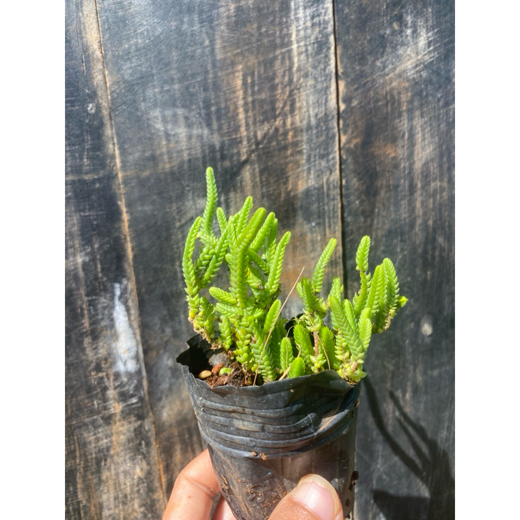 Sen đá trúc xanh size bầu 5cm LINHDAN GARDEN, lỗi 1 đổi 1