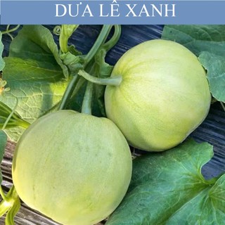 Hạt Giống Dưa Lê Đường | Ruột Ngọt Thanh, Giàu Dinh Dưỡn
