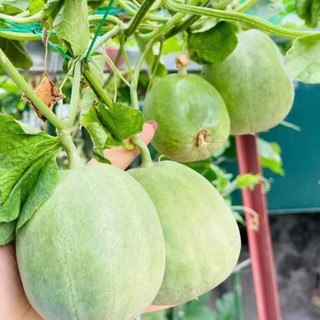 Hạt Giống Dưa Lê Đường | Ruột Ngọt Thanh, Giàu Dinh Dưỡn