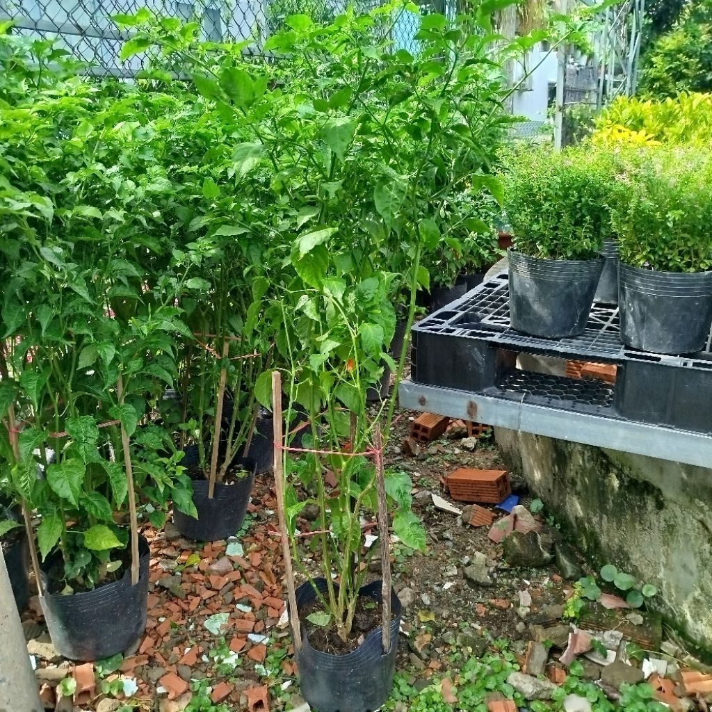 Cây Ớt Siêm Xanh Lớn ( hàng đẹp 1m) | Shopee Việt Nam