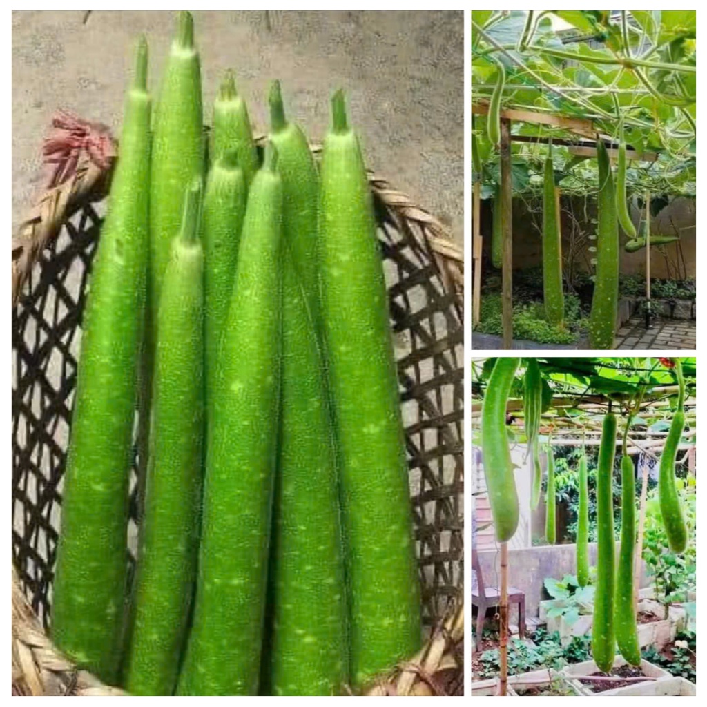 Hạt Giống Bầu Sao Trái Dài F1 | Giống Mới, Leo Giàn Khỏe, Kháng Bệnh Tốt