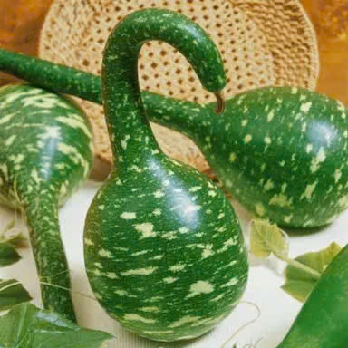 Hạt Giống Bầu Táo – Bầu Tròn – Bầu Thiên Nga | Trái Đẹp, Ăn Ngon, Làm Cảnh