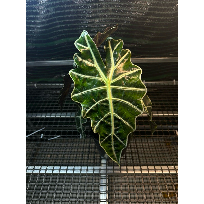 alocasia polly