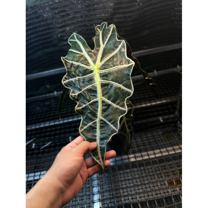 alocasia polly