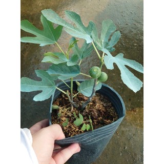 Chậu Cây Sung Mỹ Vàng (Conadria) - cây giống ăn quả - độ ngọt rất cao trái to cây chuẩn bị cho quả