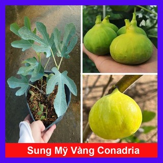Chậu Cây Sung Mỹ Vàng (Conadria) - cây giống ăn quả - độ ngọt rất cao trái to cây chuẩn bị cho quả