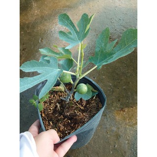 Chậu Cây Sung Mỹ Vàng (Conadria) - cây giống ăn quả - độ ngọt rất cao trái to cây chuẩn bị cho quả