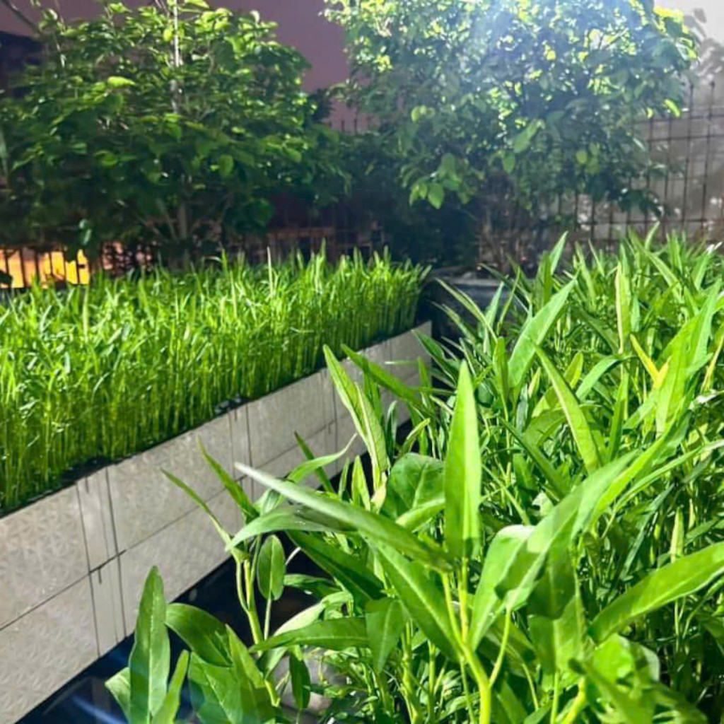 Hạt Giống Rau Muống Lá Tre Cao Sản – Giòn Ngọt, Dễ Trồng, Năng Suất Vượt Trội