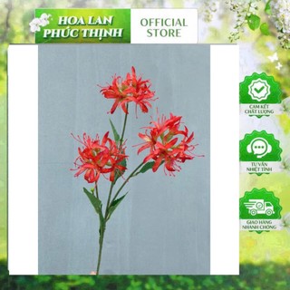 🌸 Combo 5 Cành hoa bỉ ngạn 3 bông – Thương hiệu Hoa Lan Phúc Thịnh 🌸