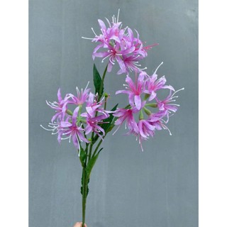 🌸 Combo 5 Cành hoa bỉ ngạn 3 bông – Thương hiệu Hoa Lan Phúc Thịnh 🌸