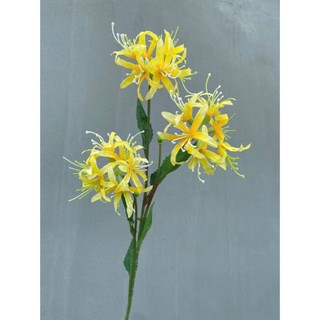 🌸 Combo 5 Cành hoa bỉ ngạn 3 bông – Thương hiệu Hoa Lan Phúc Thịnh 🌸