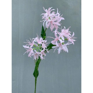 🌸 Combo 5 Cành hoa bỉ ngạn 3 bông – Thương hiệu Hoa Lan Phúc Thịnh 🌸