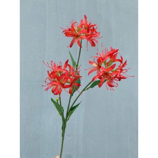 🌸 Combo 5 Cành hoa bỉ ngạn 3 bông – Thương hiệu Hoa Lan Phúc Thịnh 🌸