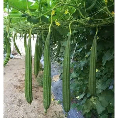 Hạt Giống Mướp Rắn – Mướp Khía F1 | Dễ Trồng, Thu Hoạch Nhanh