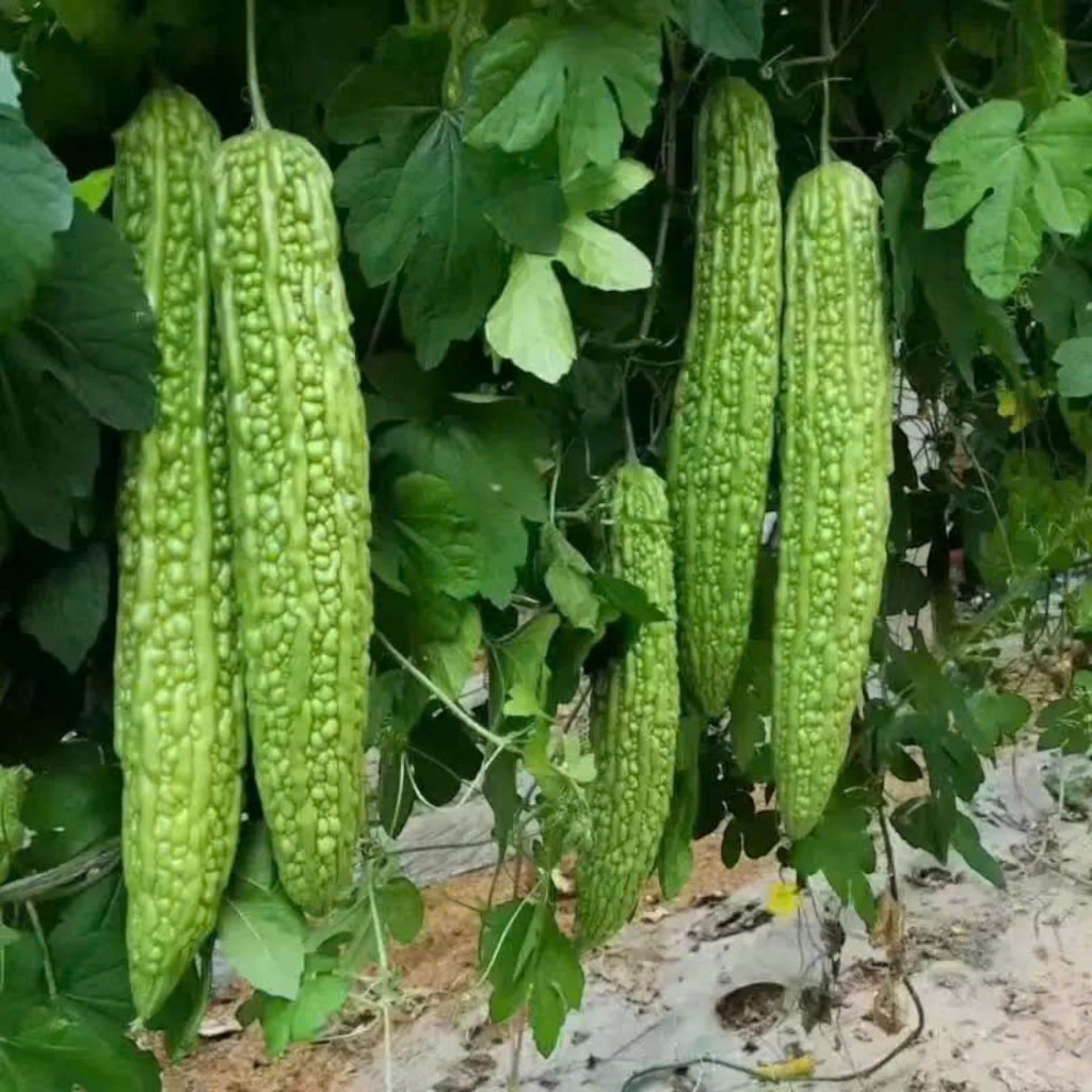 Hạt Giống Mướp Đắng Cao Sản | Thu Hoạch Nhanh, Quả Nhiều, Kháng Bệnh Tốt