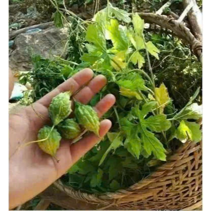 Hạt Giống Mướp Đắng Rừng – Mướp Đắng Trái Tim | Giống F1 Độc Lạ, Ăn Ngon