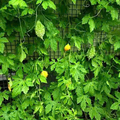 Hạt Giống Mướp Đắng Rừng – Mướp Đắng Trái Tim | Giống F1 Độc Lạ, Ăn Ngon