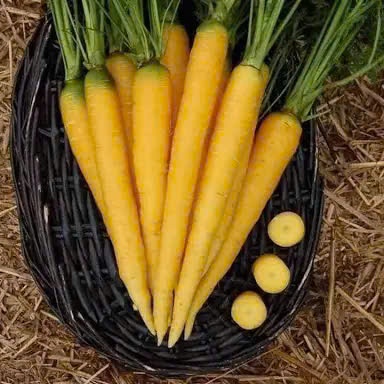Hạt Giống Cà Rốt Củ Vàng | Giống Mới, Ngọt Giòn, Dễ Trồng
