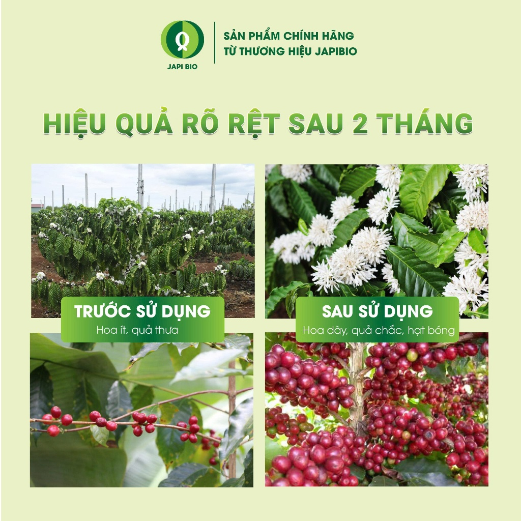 Đạm Cá Hữu Cơ JapiBio 5L Cho Cây Cà Phê – Kích Rễ – Bật Chồi – Ra Hoa Đồng Loạt – Hạt Chắc