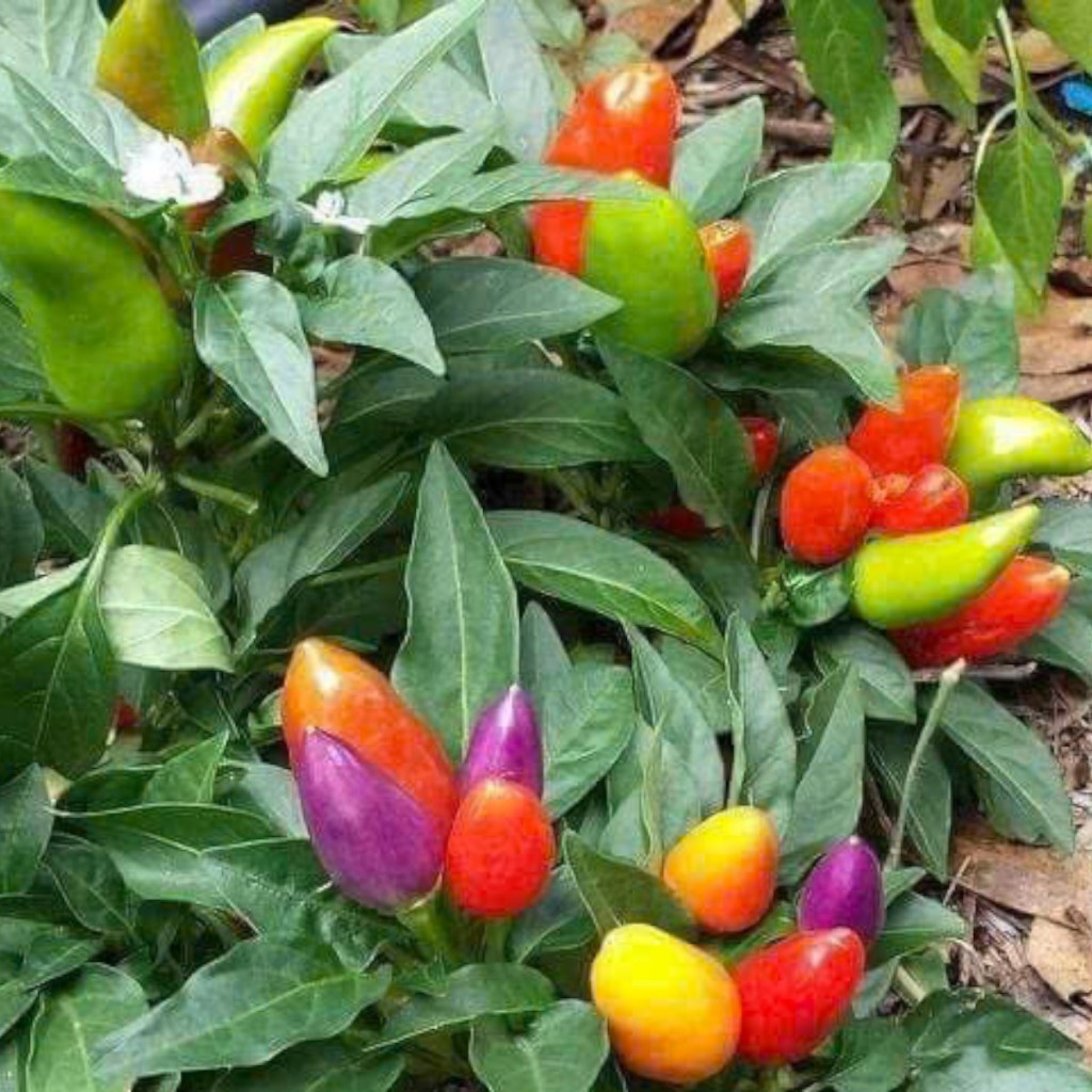 Hạt Giống Ớt Ngũ Sắc – Cây Khỏe, Trái Đẹp, Trang Trí Sân Vườn