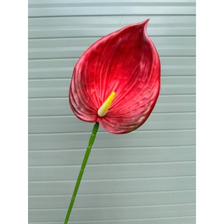 🌺 Cành hồng môn đại cao su – Thương hiệu Hoa Lan Phúc Thịnh 🌺