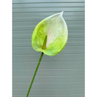 🌺 Cành hồng môn đại cao su – Thương hiệu Hoa Lan Phúc Thịnh 🌺