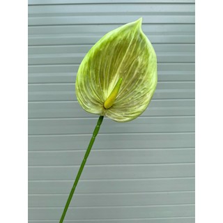 🌺 Cành hồng môn đại cao su – Thương hiệu Hoa Lan Phúc Thịnh 🌺