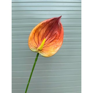 🌺 Cành hồng môn đại cao su – Thương hiệu Hoa Lan Phúc Thịnh 🌺