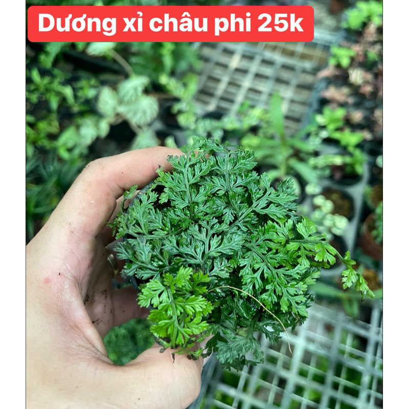 duong xỉ châu phi mini setup bể Terrarium,bán cạn