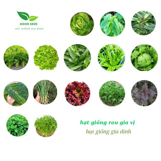HẠT GIỐNG RAU GIA VỊ- dễ trồng, dễ chăm, sinh trưởng phát triển khoẻ
