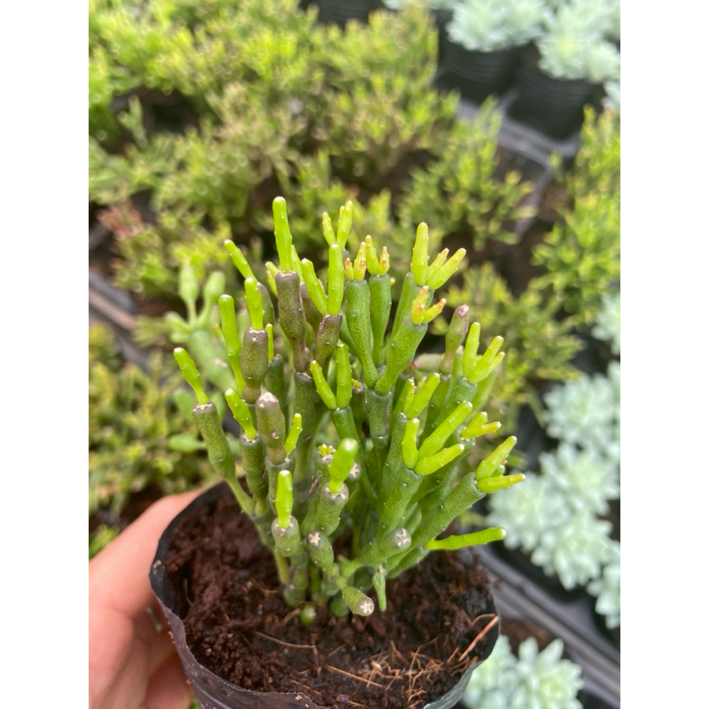 sen đá trúc đốt - size bầu 5-7cm- LINHDAN GARDEN. Lỗi 1 đổi 1!