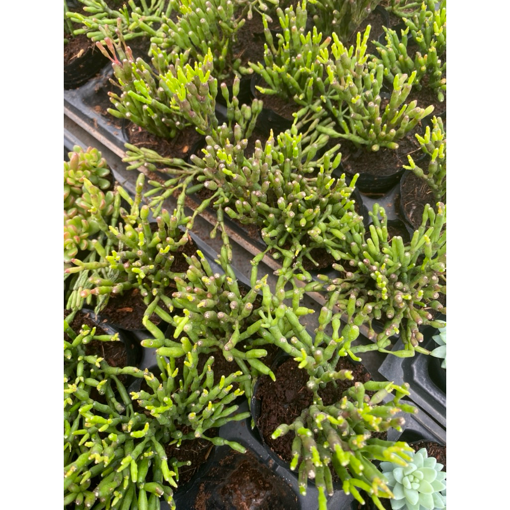 sen đá trúc đốt - size bầu 5-7cm- LINHDAN GARDEN. Lỗi 1 đổi 1!