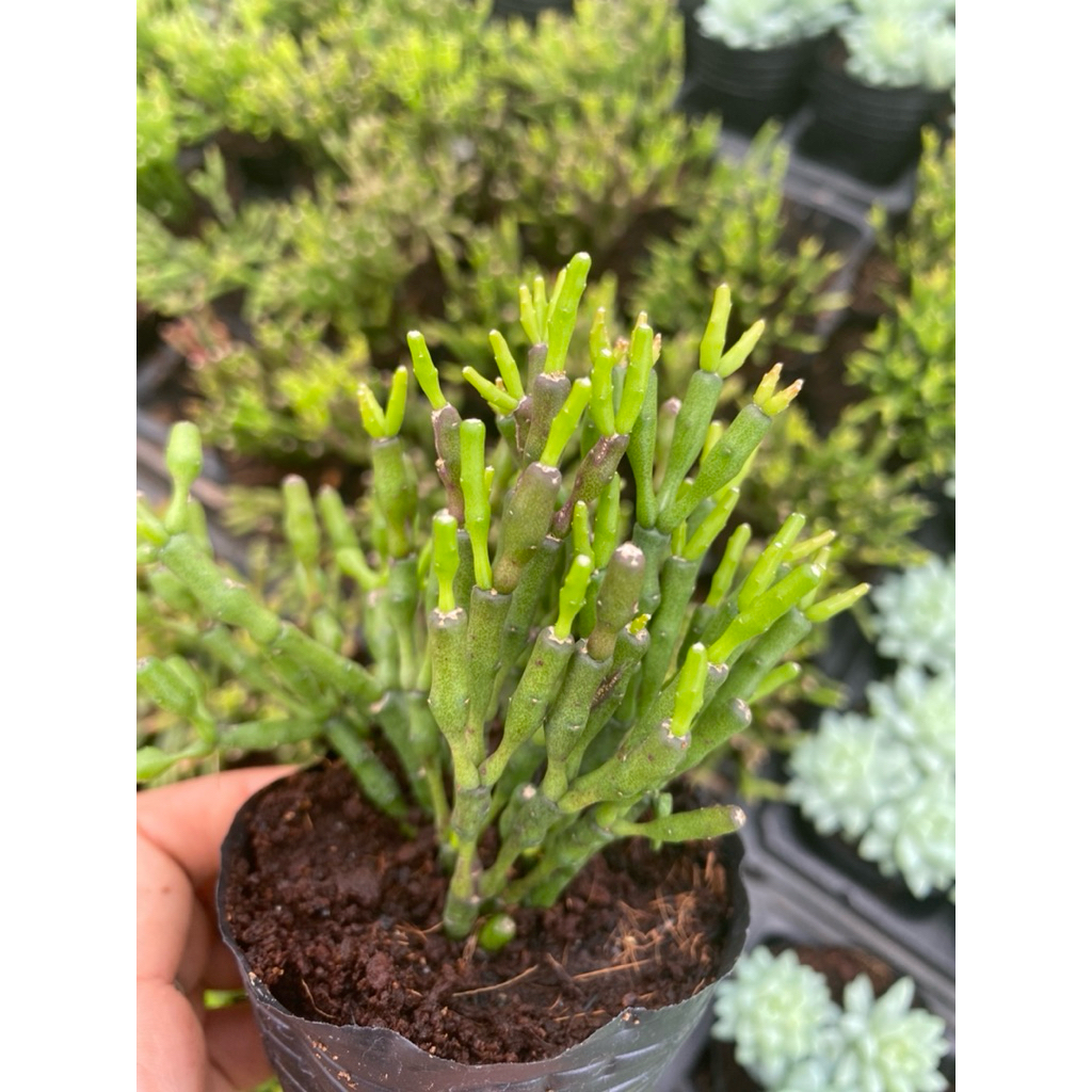 sen đá trúc đốt - size bầu 5-7cm- LINHDAN GARDEN. Lỗi 1 đổi 1!