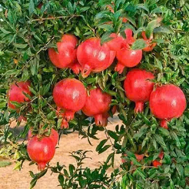 Hạt Giống Lựu Lùn Đỏ Ấn Độ | Quả Đỏ Rực, Ngọt Mọng, Dễ Trồng