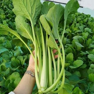 Hạt Giống Rau Củ Các Loại, Trồng Quanh Năm, Sinh Trưởng Phát Triển Khoẻ