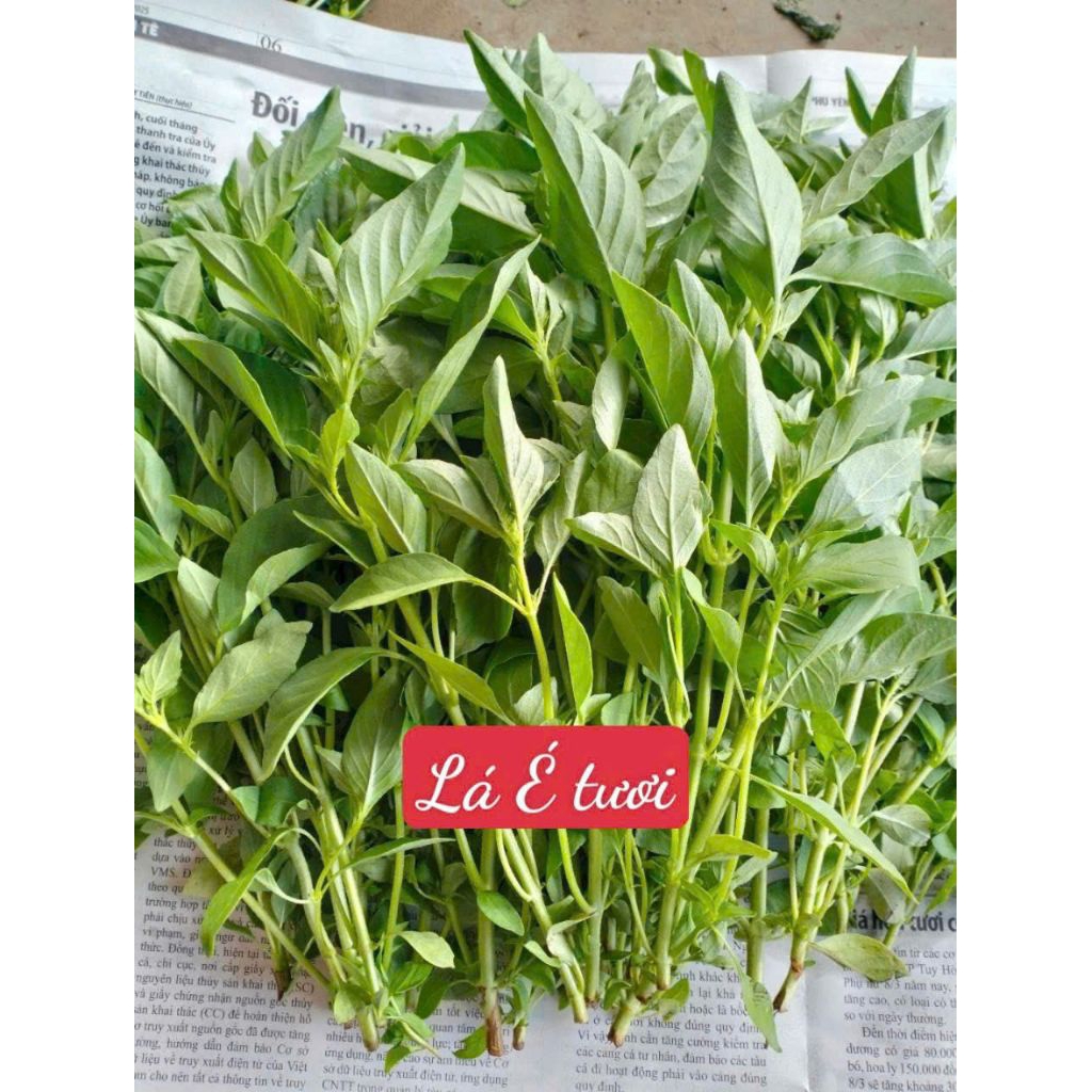 1KG LÁ É TƯƠI - RAU LỦI - RỪNG TÂY NINH | Shopee Việt Nam