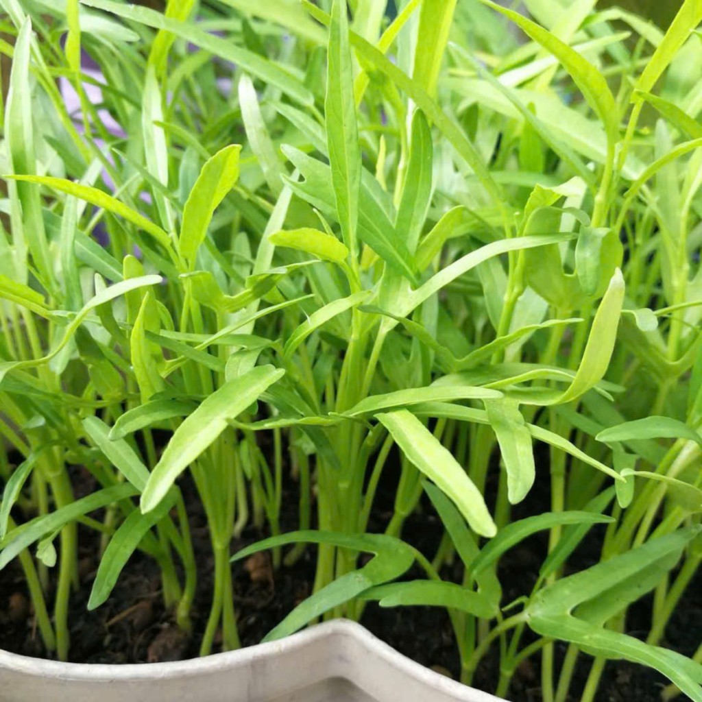 Hạt Giống Rau Muống Lá Tre Cao Sản – Giòn Ngọt, Dễ Trồng, Năng Suất Vượt Trội