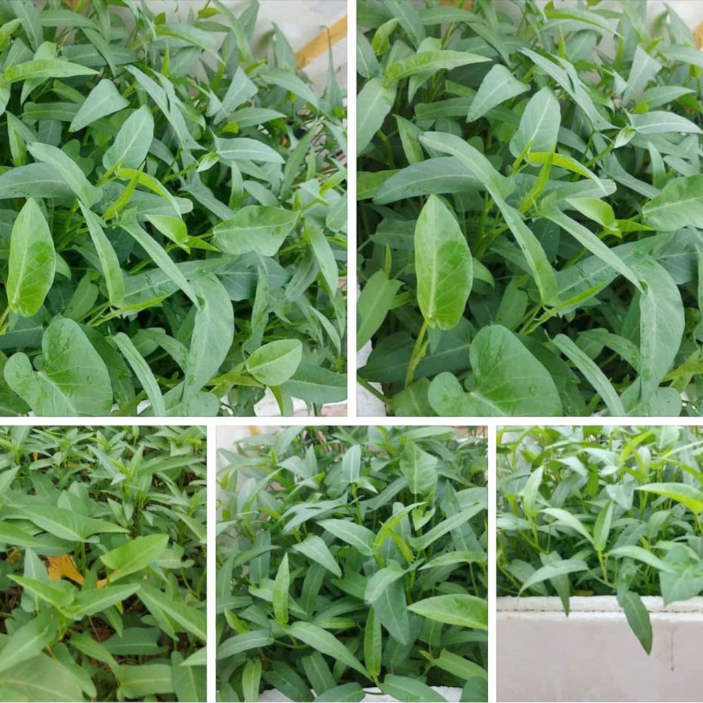Hạt Giống Rau Muống Lá Tre Cao Sản – Giòn Ngọt, Dễ Trồng, Năng Suất Vượt Trội