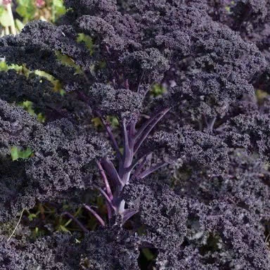 Hạt Giống Cải Kale Tím – Lá Xoăn Đẹp Mắt, Giàu Dinh Dưỡng, Năng Suất Cao