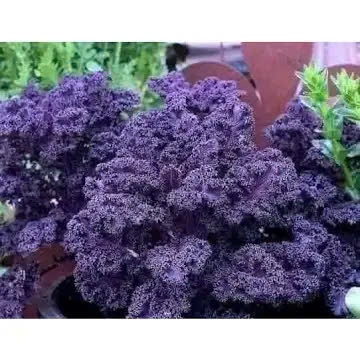 Hạt Giống Kale Tím – Siêu Dinh Dưỡng, Lá Đẹp Lạ