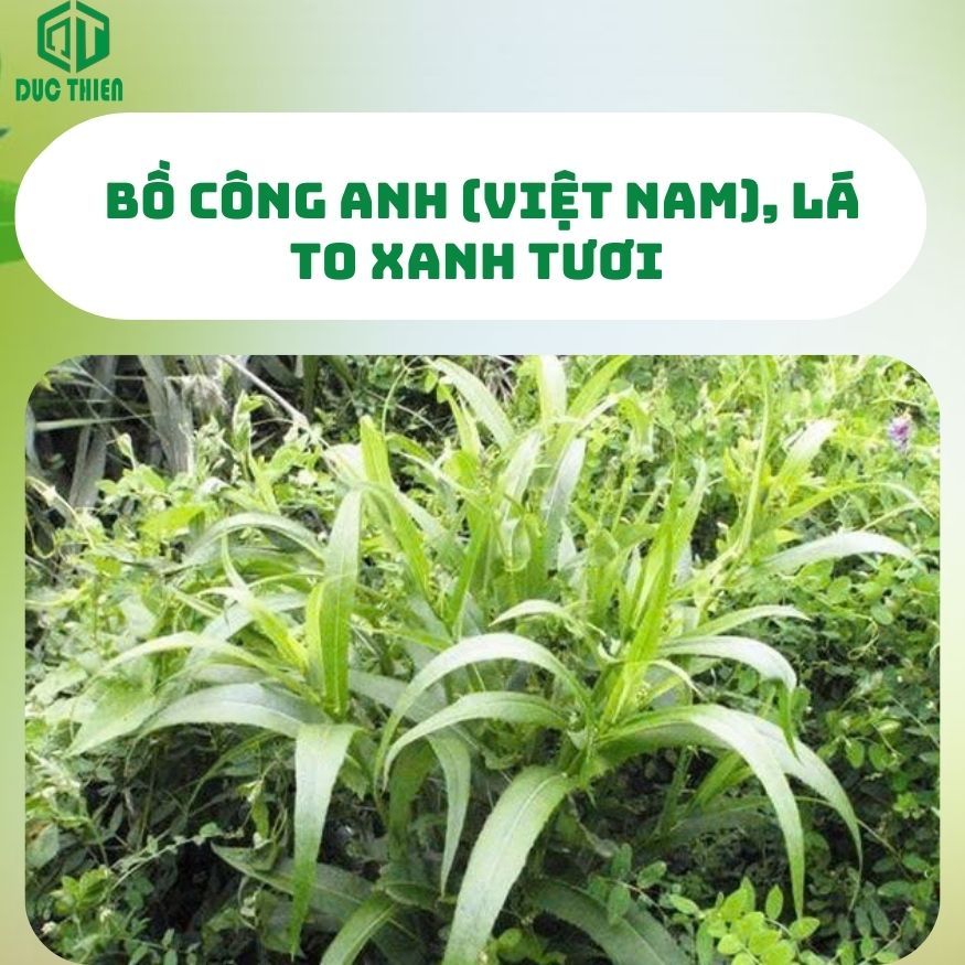 500g, 1kg Bồ Công Anh Loại 1 Đức Thiện (Khô, Sạch, Thơm) - Thanh Nhiệt, Giải Độc, Giảm Cân, Mát Sữa