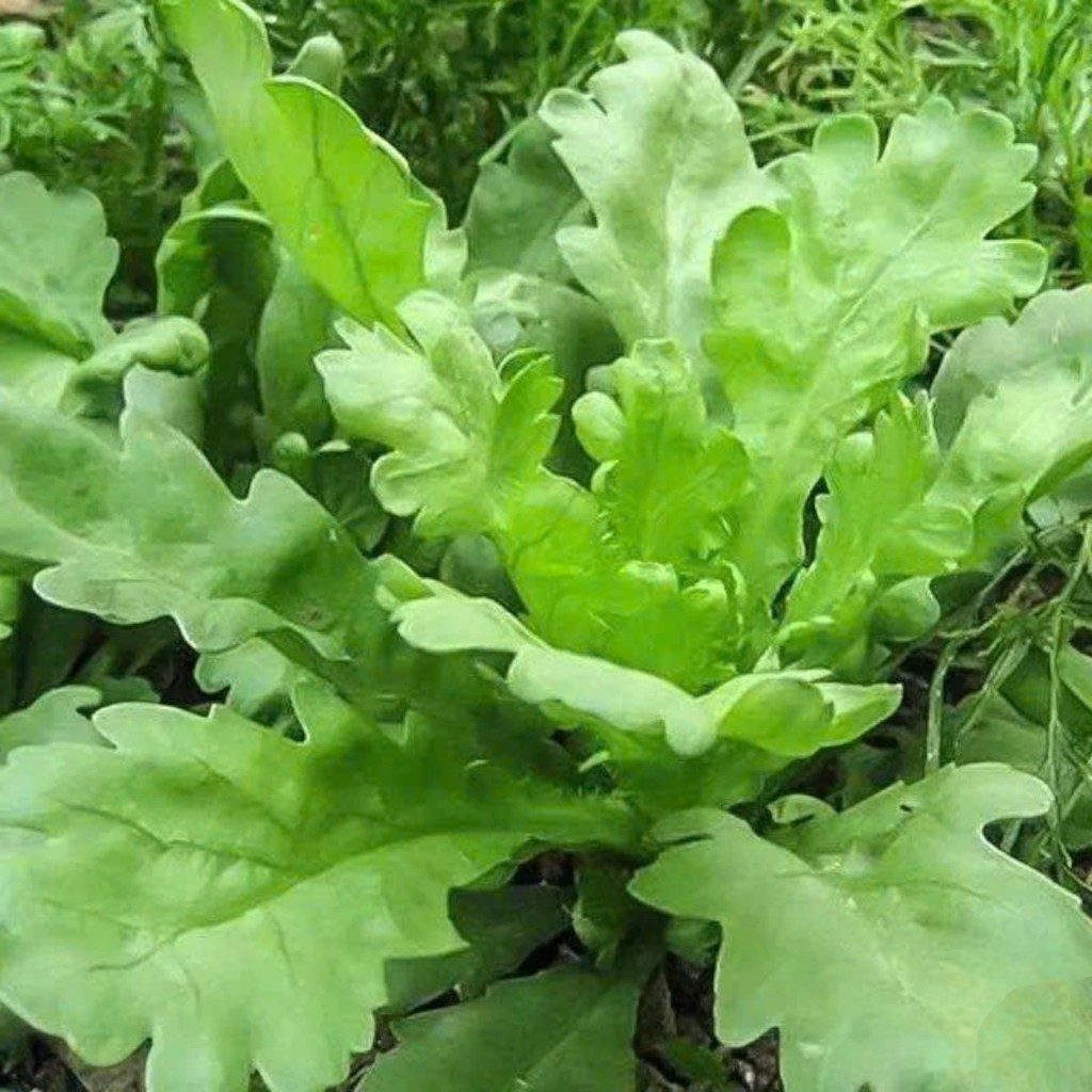 Hạt Giống Cải Cúc Nếp (Rau Tần Ô) – Lá Non Thơm Ngon, Dễ Trồng, Năng Suất Cao