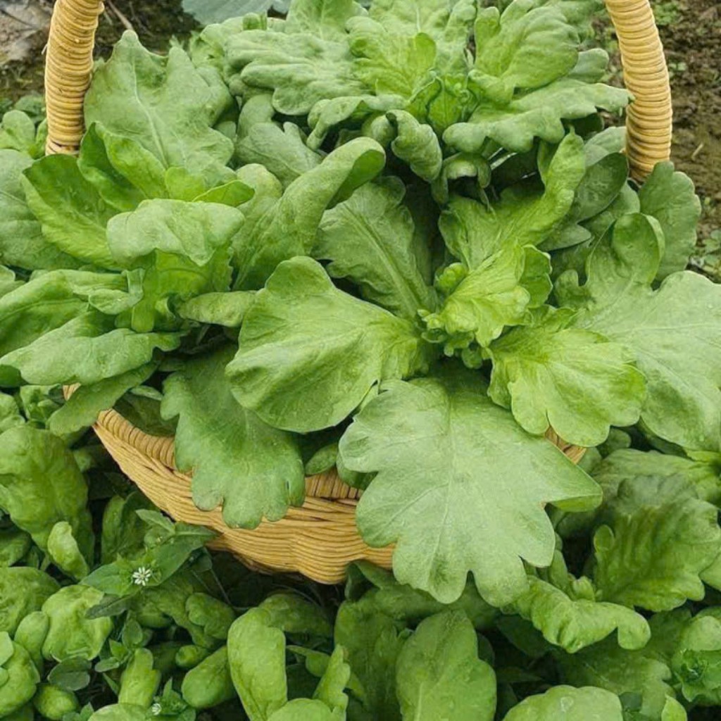 Hạt Giống Cải Cúc Nếp (Rau Tần Ô) – Lá Non Thơm Ngon, Dễ Trồng, Năng Suất Cao