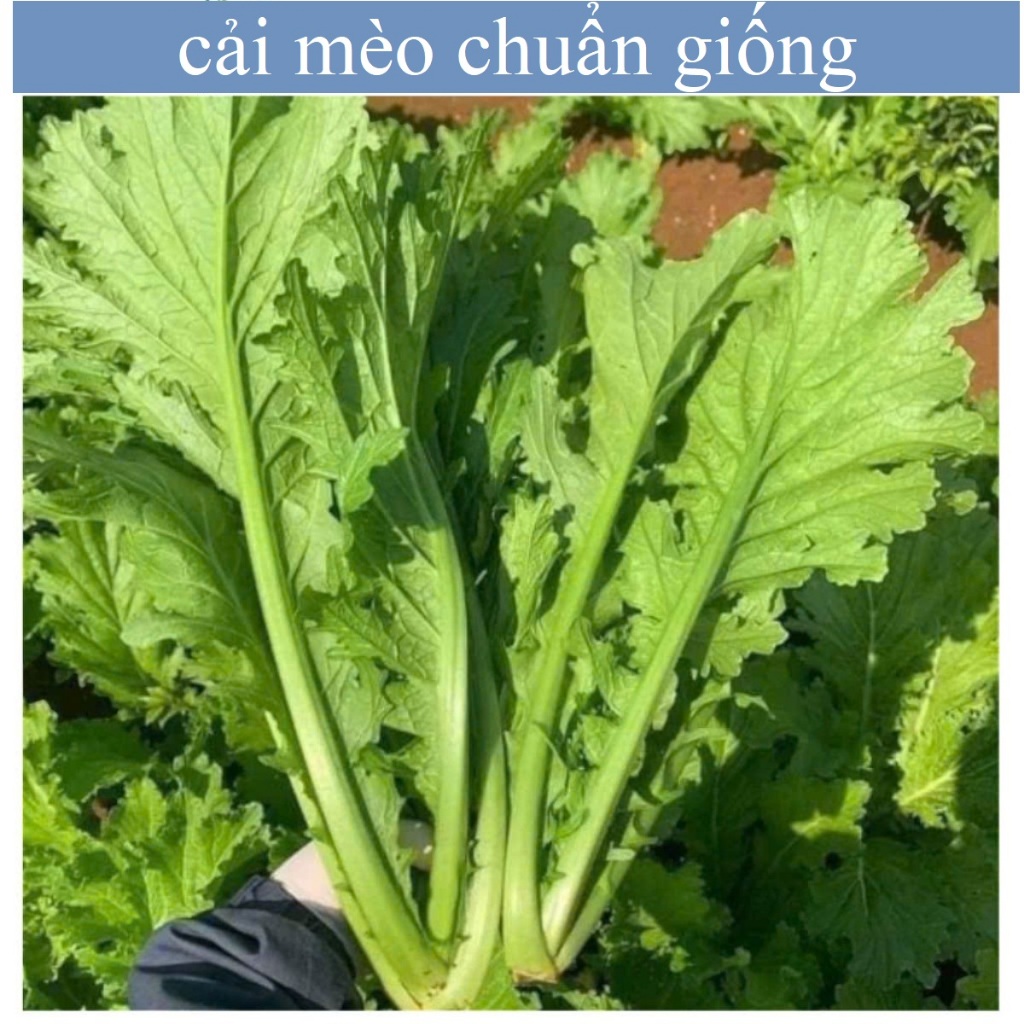 Hạt Giống Cải Mèo Hà Giang – Rau Đặc Sản Vùng Cao, Lá Giòn Ngọt, Ăn Sống hoặc Nấu Chín Đều Ngon