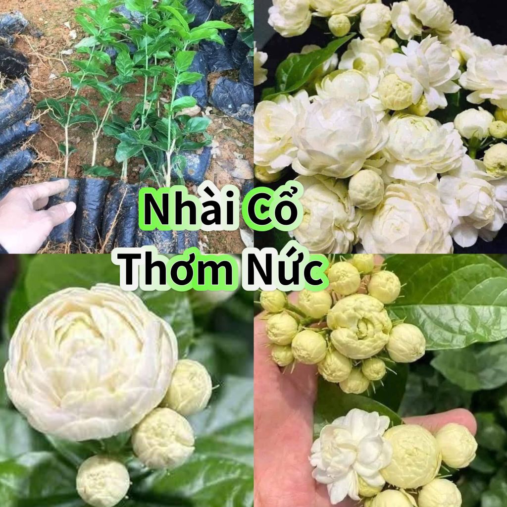 Com Bo 4 Bầu Cây Giống Nhài Cổ Ngày Xưa Thơm Nức❤️ Cánh Kép Cuộn Dày Cực Đẹp