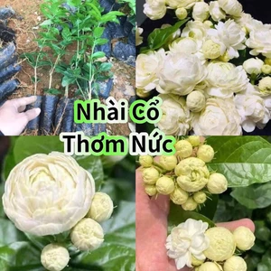 Com Bo 3 Bầu Cây Giống Nhài Cổ Ngày Xưa Thơm Nức❤️ Cánh Kép Cuộn Dày Cực Đẹp