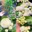 Com Bo 3 Bầu Cây Giống Nhài Cổ Ngày Xưa Thơm Nức❤️ Cánh Kép Cuộn Dày Cực Đẹp