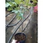 Chậu Cây Sung Mỹ (Black Genoa size lớn cao 60cm) - cây giống ăn quả - trái to cây đang cho quả